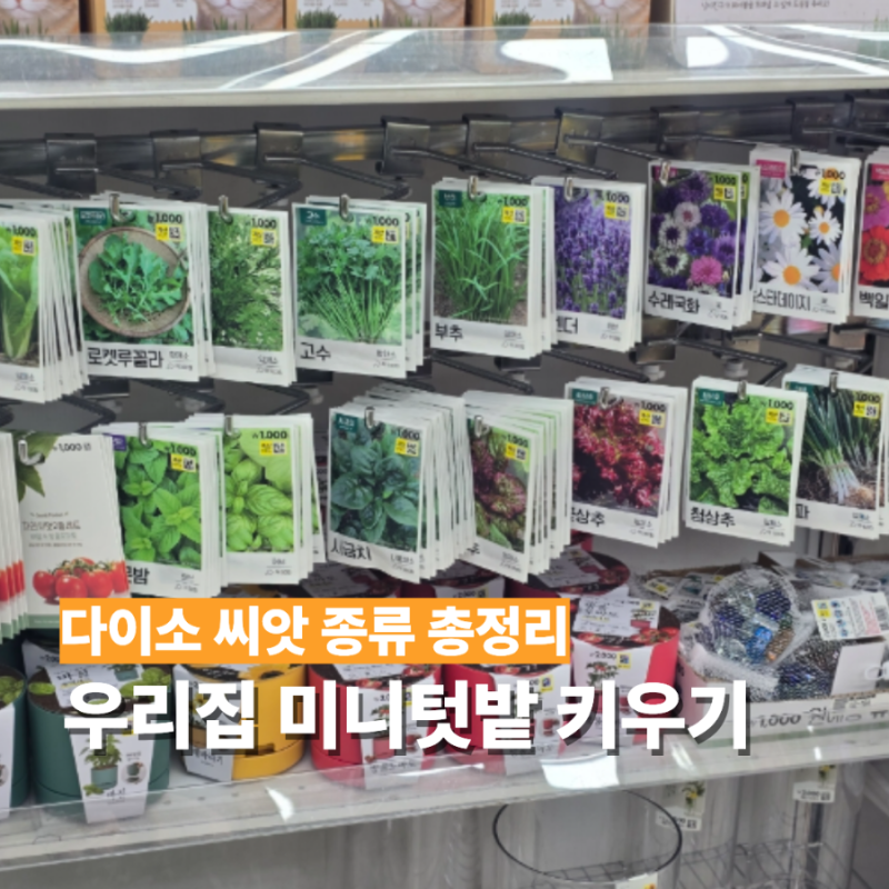 다이소 씨앗 종류 상추 허브 초보도 쉽게 키우는 미니 텃밭