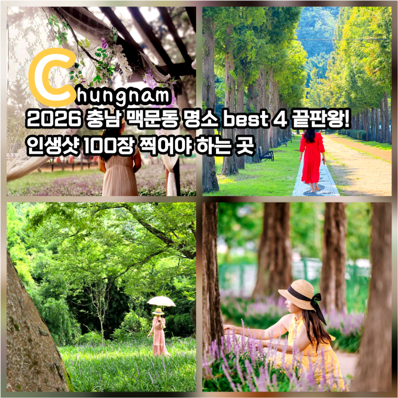 충남 맥문동 명소 TOP4 서천 장항송림산림욕장 공주 메타세콰이어길 신원사 예산메타세콰이....
