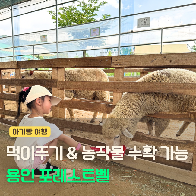 용인 아이와 가볼만한 곳 추천! 포레스트벨 동물 체험 카페