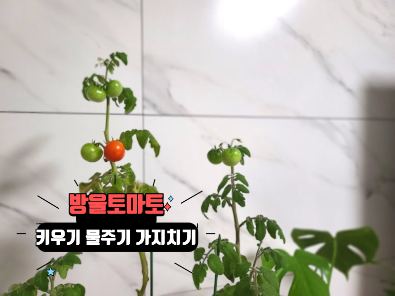 집에서 방울토마토 키우기 물주기 겉순제거 가지치기 모종 관리 꿀팁