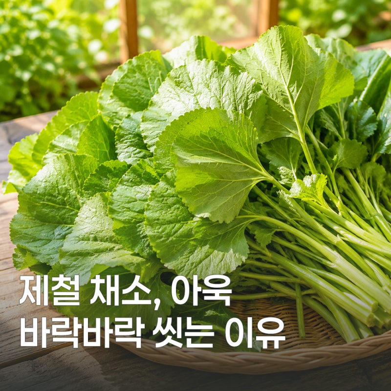 아욱 효능부터 먹는 법, 손질법 정리
