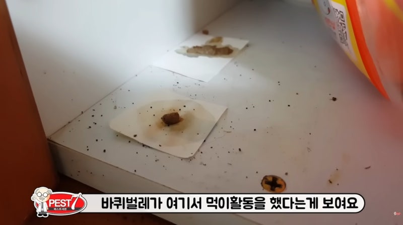 여름철 폭염 바퀴벌레 퇴치법: 약 위치부터 배수구 차단까지 총정리