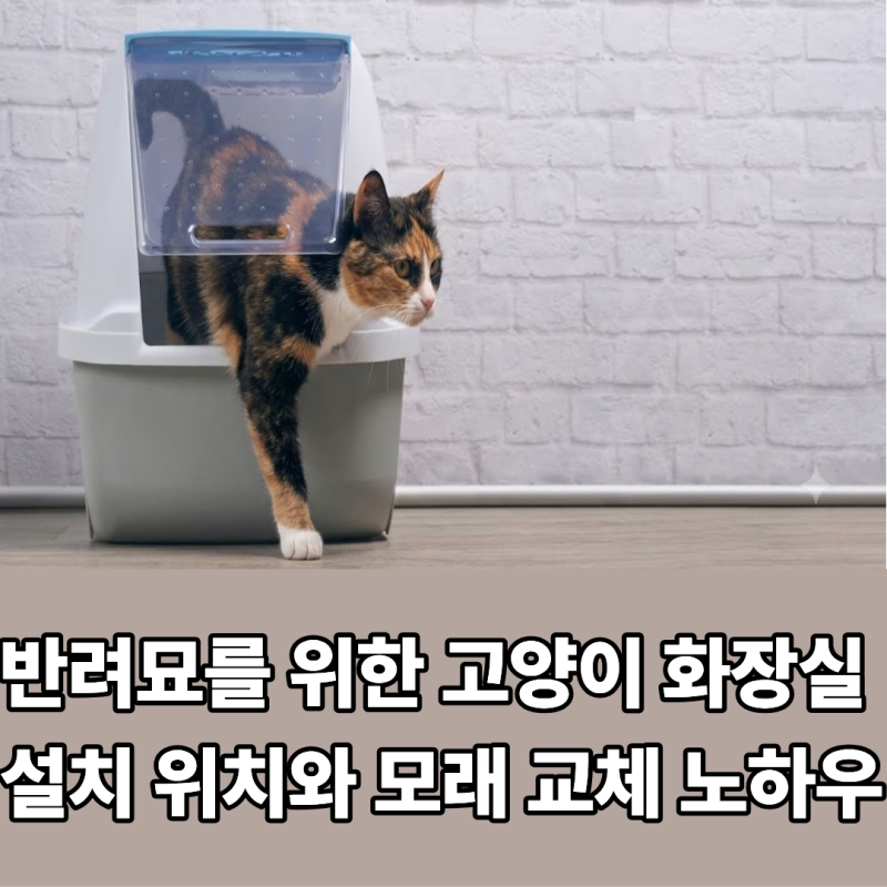 고양이 배변 실수 줄이는 화장실 청소 주기 및 환경 구성 가이드