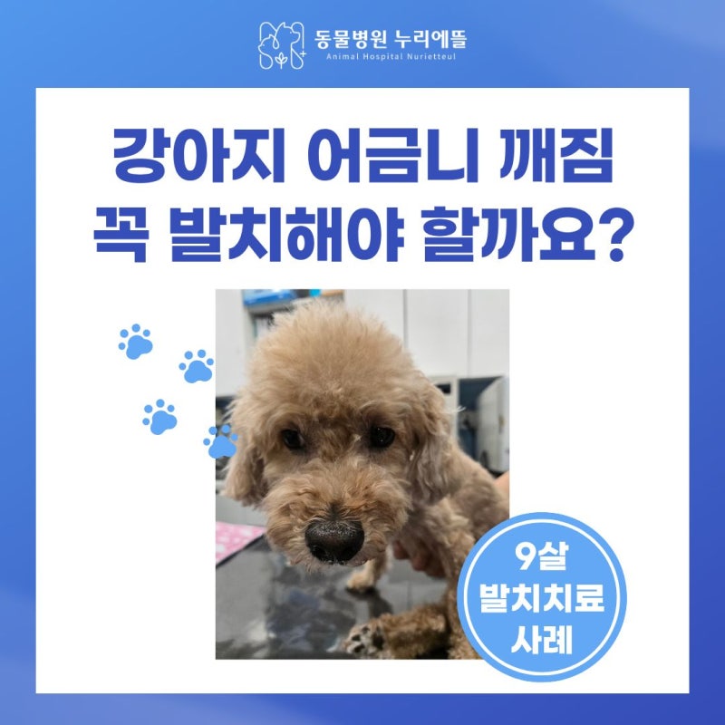 강아지 어금니 깨짐, 간식 먹다가 치아 부러진 9살 노견 발치 치료 사례