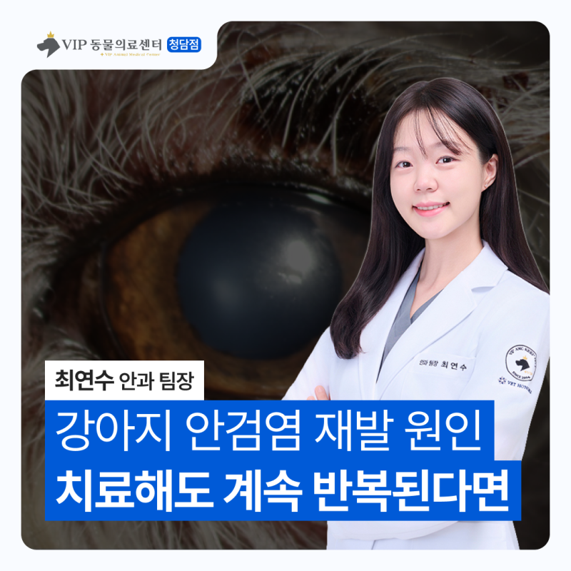 강아지 안검염 재발 원인, 치료해도 계속 반복된다면