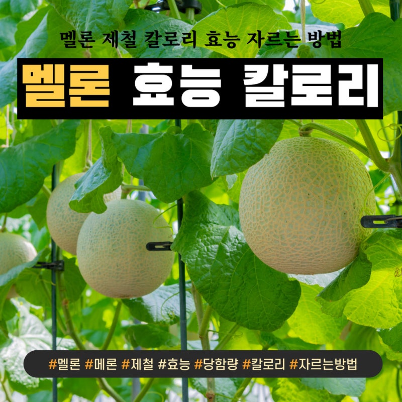 멜론 효능 칼로리 제철 메론 자르는 방법
