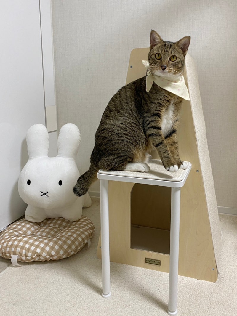 고양이 숨숨집 스크래쳐 추천｜펫코본 피크레스트 후기