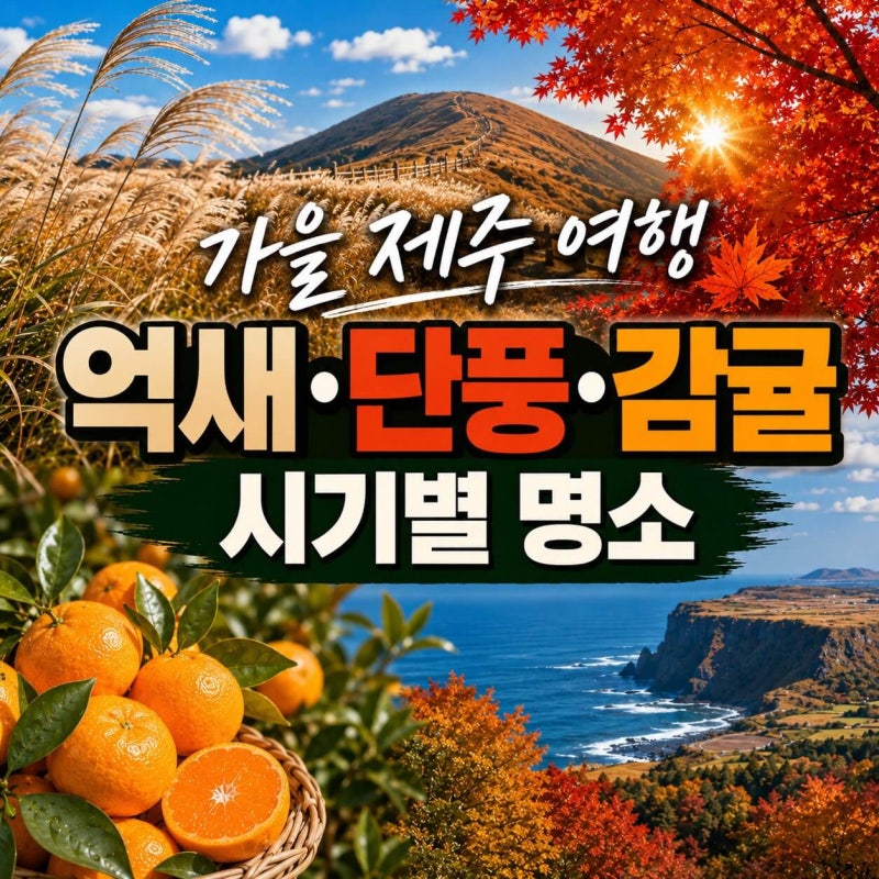 제주 가을 여행, 억새·단풍·감귤 시기별 완벽 가이드 (10월·11월)