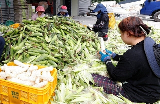 장작불로 4,000개 쪄낸다고..? EBS 극한직업 옥수수 열전 괴산 찐옥수수 속초 술빵 홍천 올챙이....