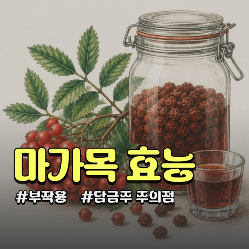 마가목 효능 부작용, 담금주로 마실 때 꼭 확인할 점