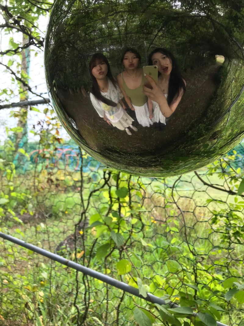 융하수 제주 야호 ~.~ (2일차 - 세화해수욕장, 미광국수, 비자림, 카페 덩굴덩굴, 목장카페 밭....