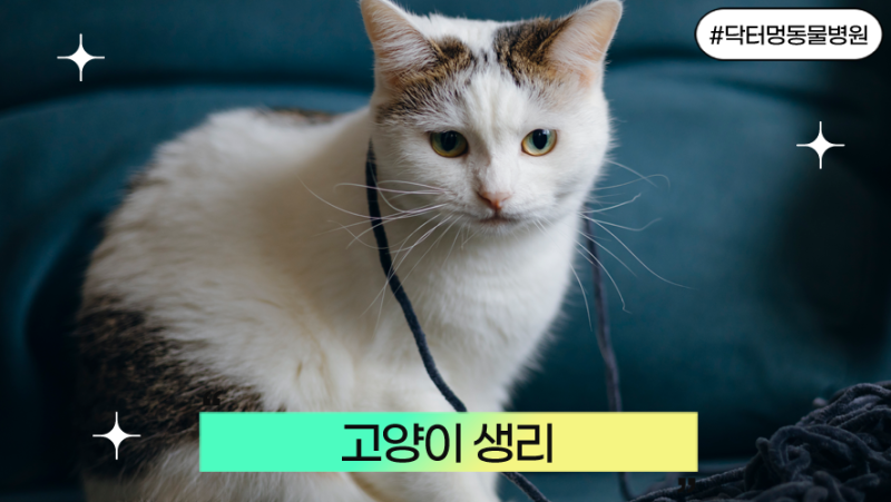 고양이 생리: 고양이도 생리를 하나요?