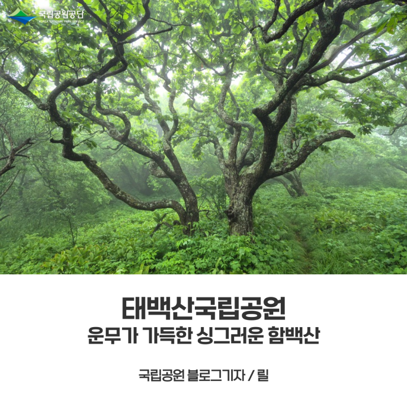 [태백산국립공원] 함백산, 운무가 가득한 싱그러운 풍경 속을 걷다