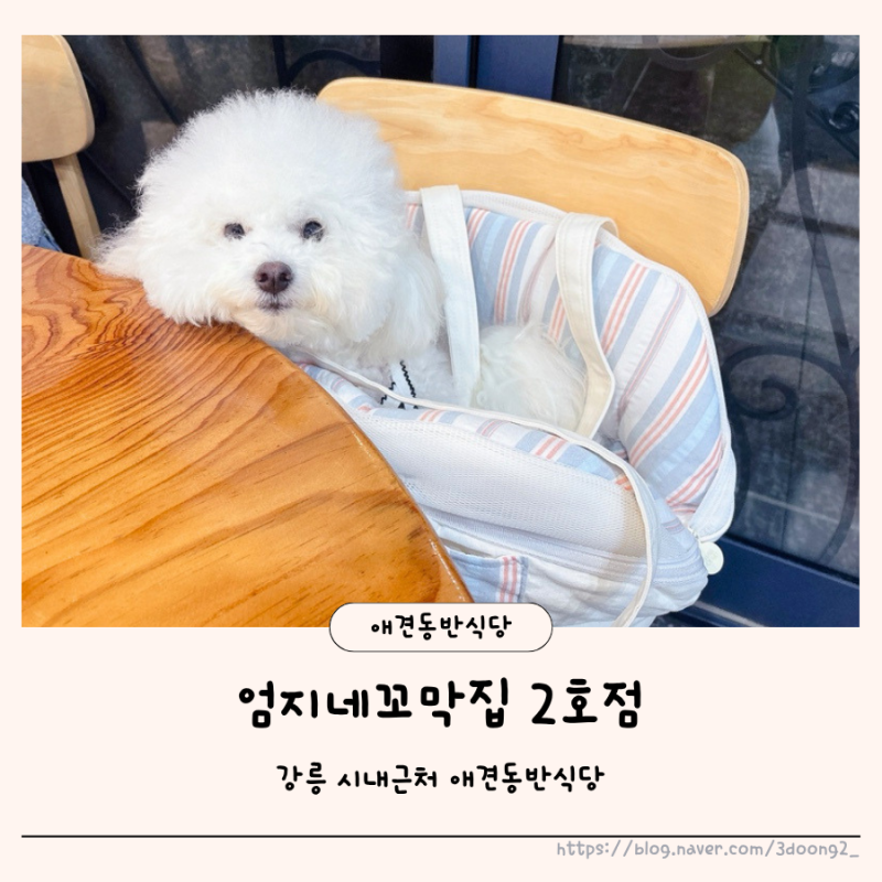 엄지네꼬막집 2호점 강릉애견동반식당 꼬막무침비빔밥 후기