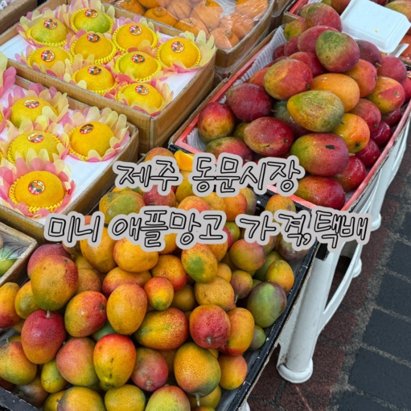 제주 미니애플망고 동문시장 가격,1.5kg 구입 갯수,가격/26년8월 방문