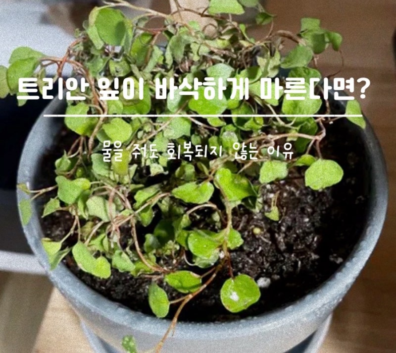 트리안 잎이 바삭하게 마른다면? 물을 줘도 회복되지 않는 이유
