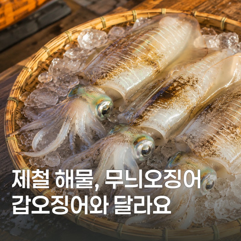 무늬오징어 효능과 손질법 정리