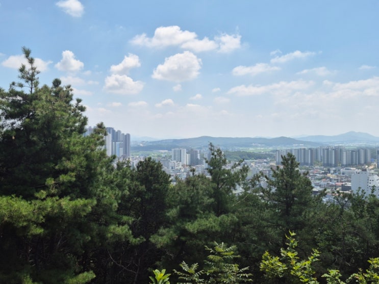 오늘아침  느즈막히 망현산을 거닐며... (20260805)