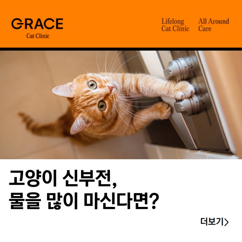 고양이 신부전, 물을 많이 마신다면 의심해야 할 신장 질환