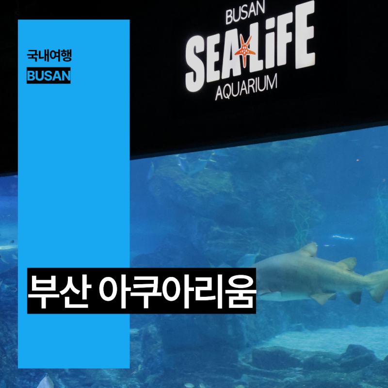 8월 부산 가볼만한곳 해운대 실내 놀거리 부산 아쿠아리움