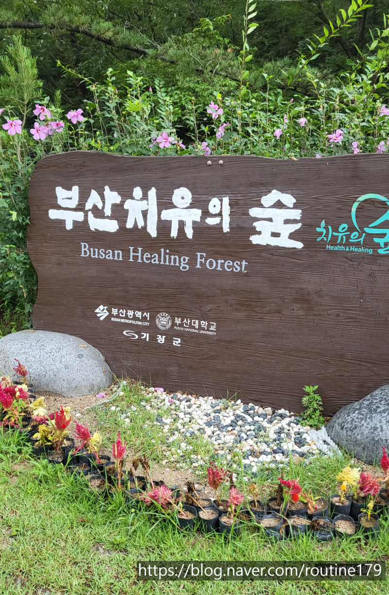 부산 기장 철마 치유의 숲 가벼운 산행 겸 산책코스로 좋아요