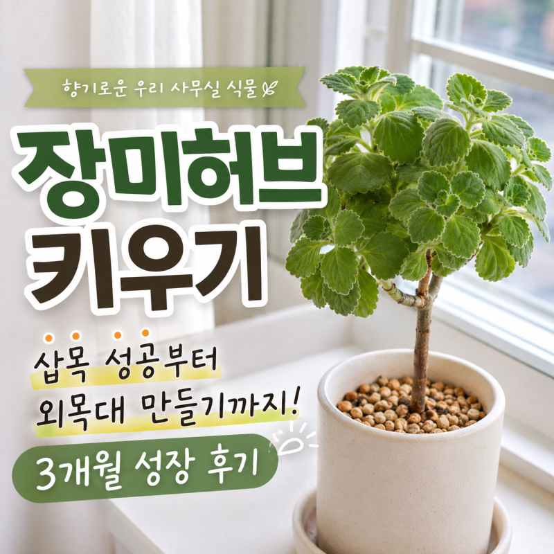 [장미허브 키우기] 삽목 성공부터 외목대 만들기까지 3개월 성장 후기(실제 사진 포함)