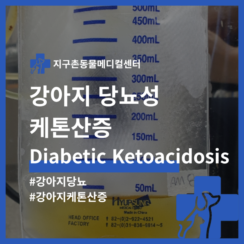 [24시 지구촌동물병원] 강아지 당뇨 케톤산증 치료 케이스 구로동물병원 구로구동물병원 신....