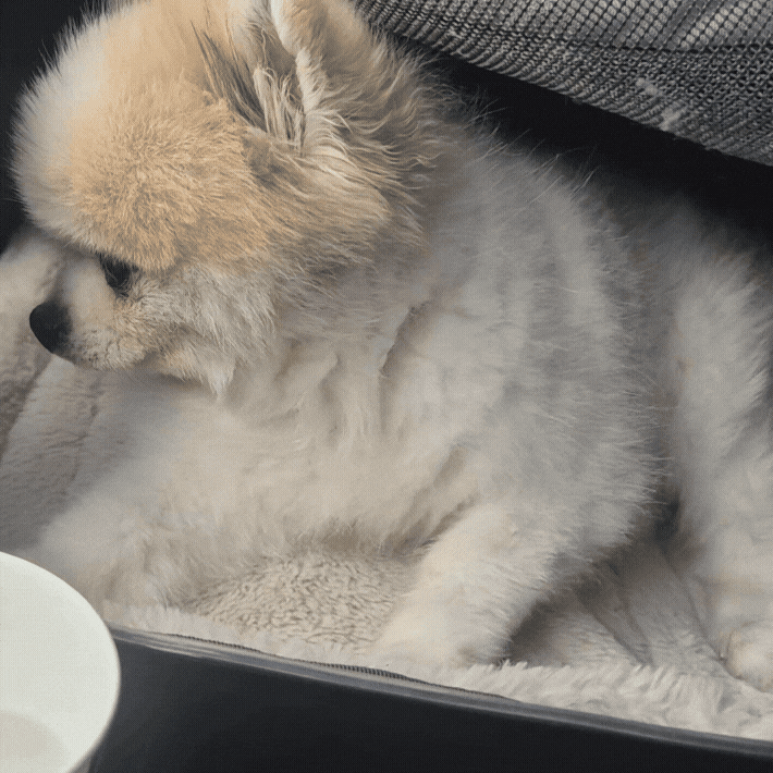 강아지 설사와 혈변 원인, 병원에 가야 하는 경우는?