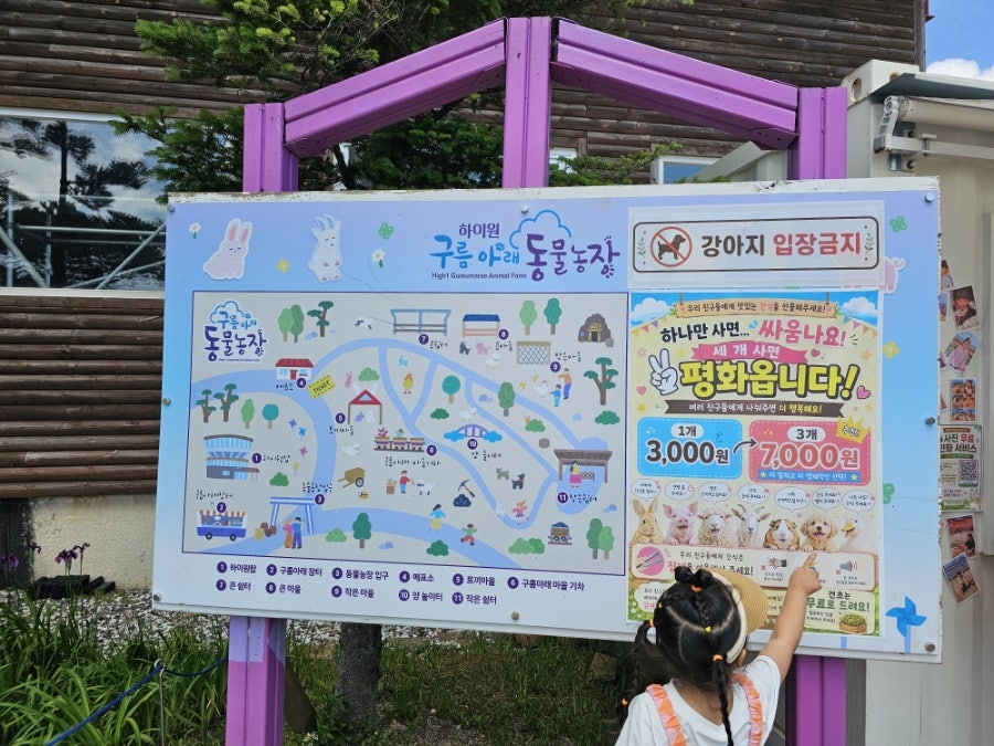 하이원리조트 구름아래 동물농장 사진 5