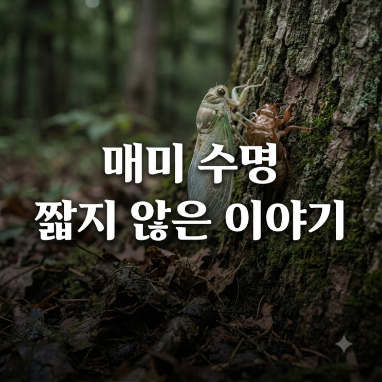 <b>매미</b> 수명, 7일이 아니라고? 땅속 최대 17년 숨겨진 진실!