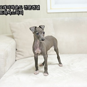 이탈리안그레이하운드 분양가격 왜 차이가 날까 블루 아이쥐 기준으로 보는 선택 포인트 비....