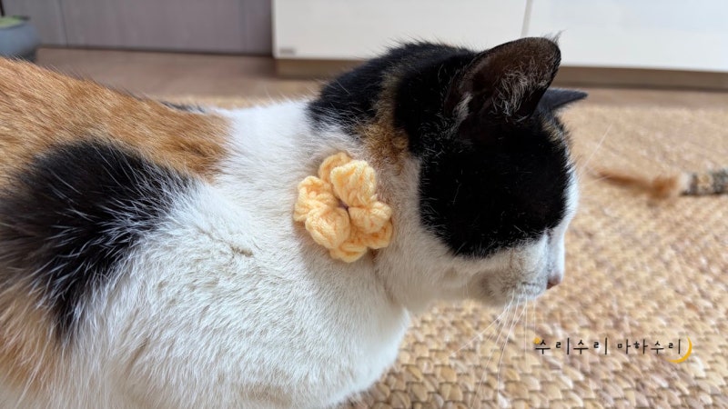 고양이 목걸이·넥케이프 모음 | 수리를 위해 집사가 직접 만든 아이템