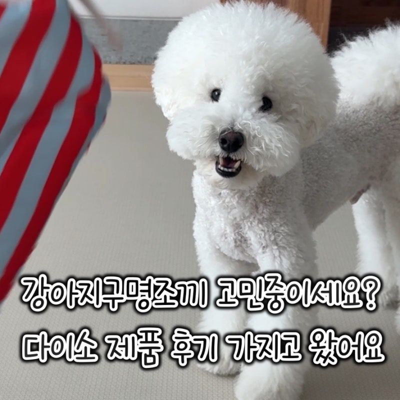 강아지구명조끼 고민중이세요? 다이소 제품 후기 가지고 왔어요