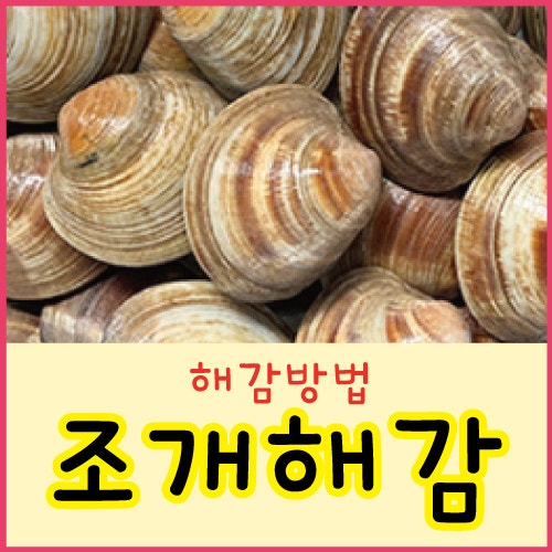 조개해감방법 바지락 백합 동죽 가리비 키조개 해감시간 해감꿀팁