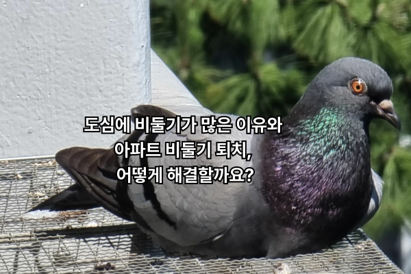 도심에 비둘기가 많은 이유와 아파트 비둘기 퇴치, 어떻게 해결할까요?