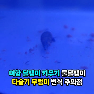 어항 달팽이 키우기, 토종 물달팽이 종류 다슬기 우렁이 먹이 수명과 다슬기알 번식 주의점