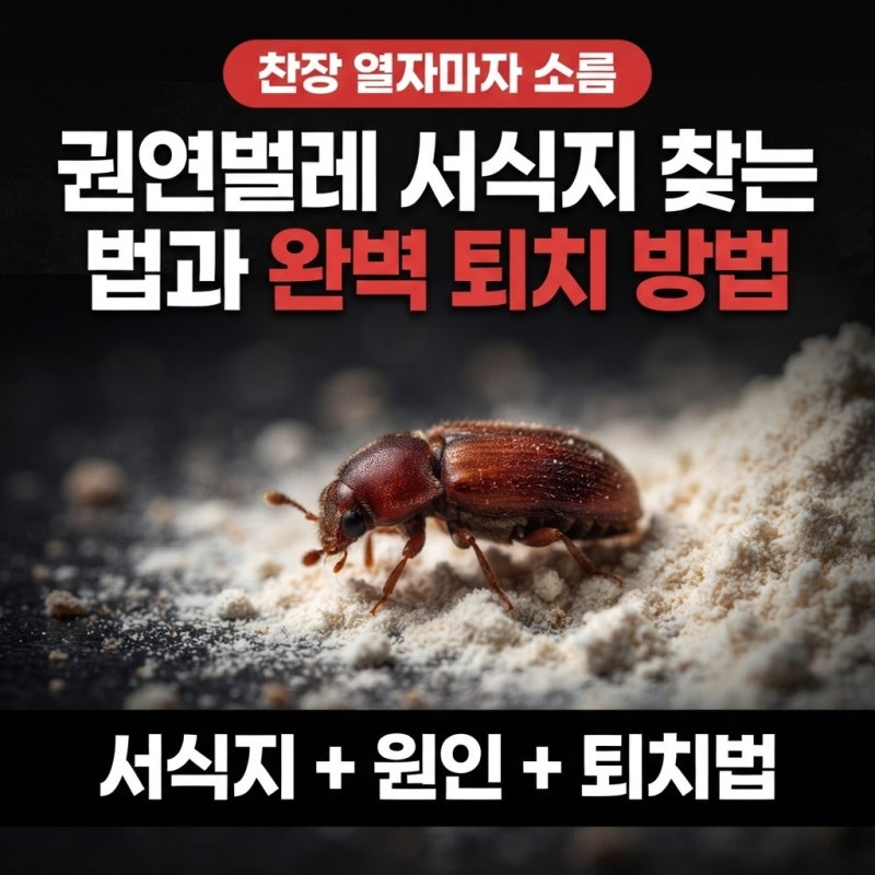 권연벌레 서식지 찾는 법과 완벽 퇴치 방법