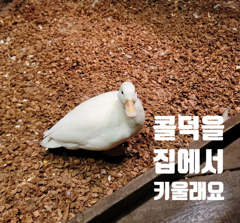 애니멀파크 주렁주렁에서 알려 드리는 콜덕 사육 간단한 꿀팁!