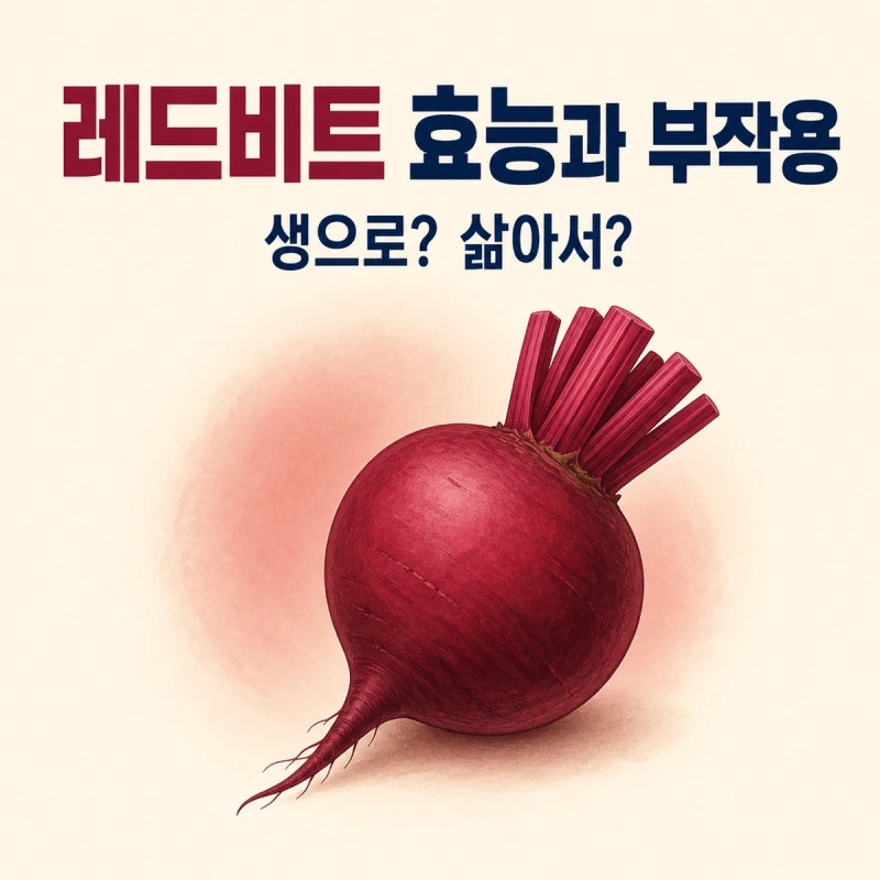 레드비트 효능과 부작용 — 생으로 먹을지 삶을지 갈리는 이유