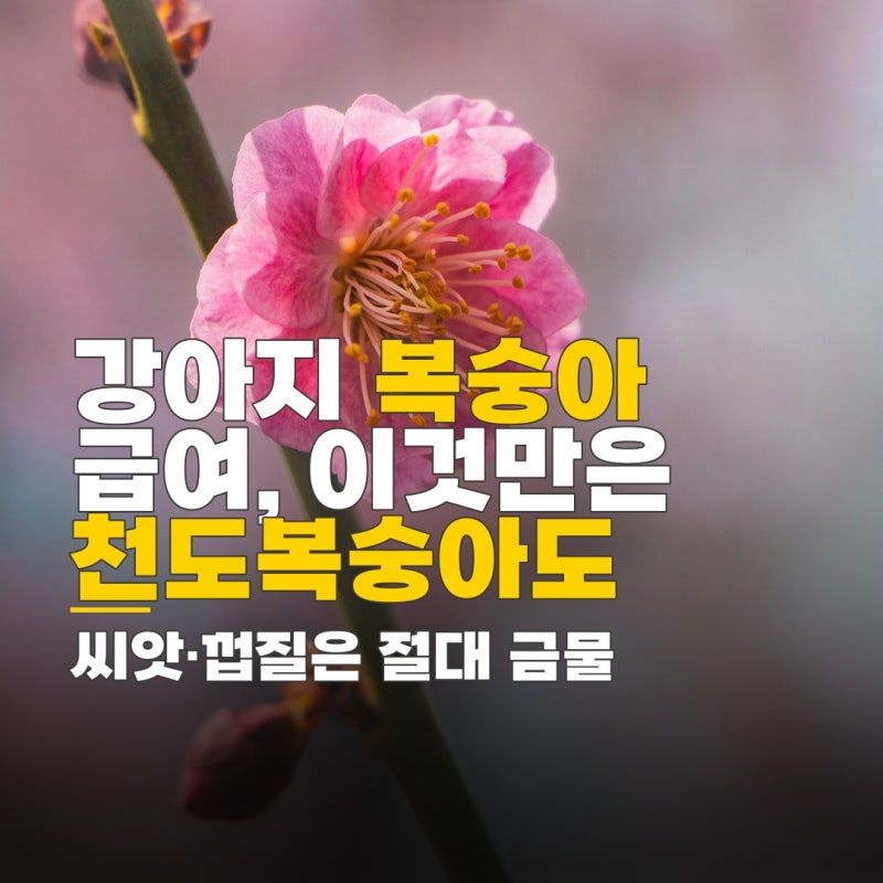 강아지 천도복숭아 먹어도 복숭아 급여 시 씨 껍질 알레르기 주의사항과 안전한 급여량 확인
