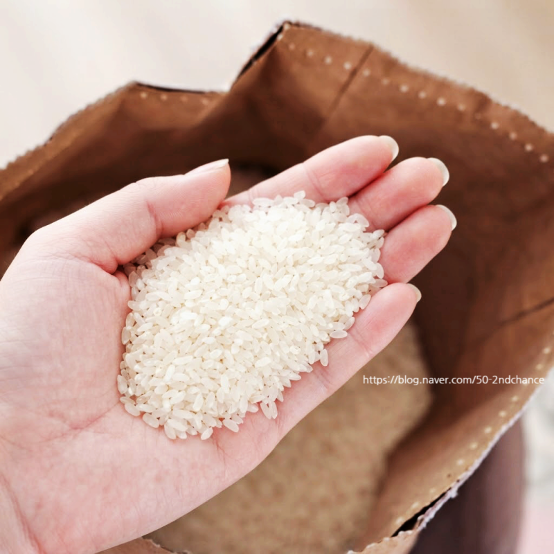 여름철 쌀 보관법, 아직도 포대째 두시나요? 쌀벌레 안 생기는 보관 꿀팁