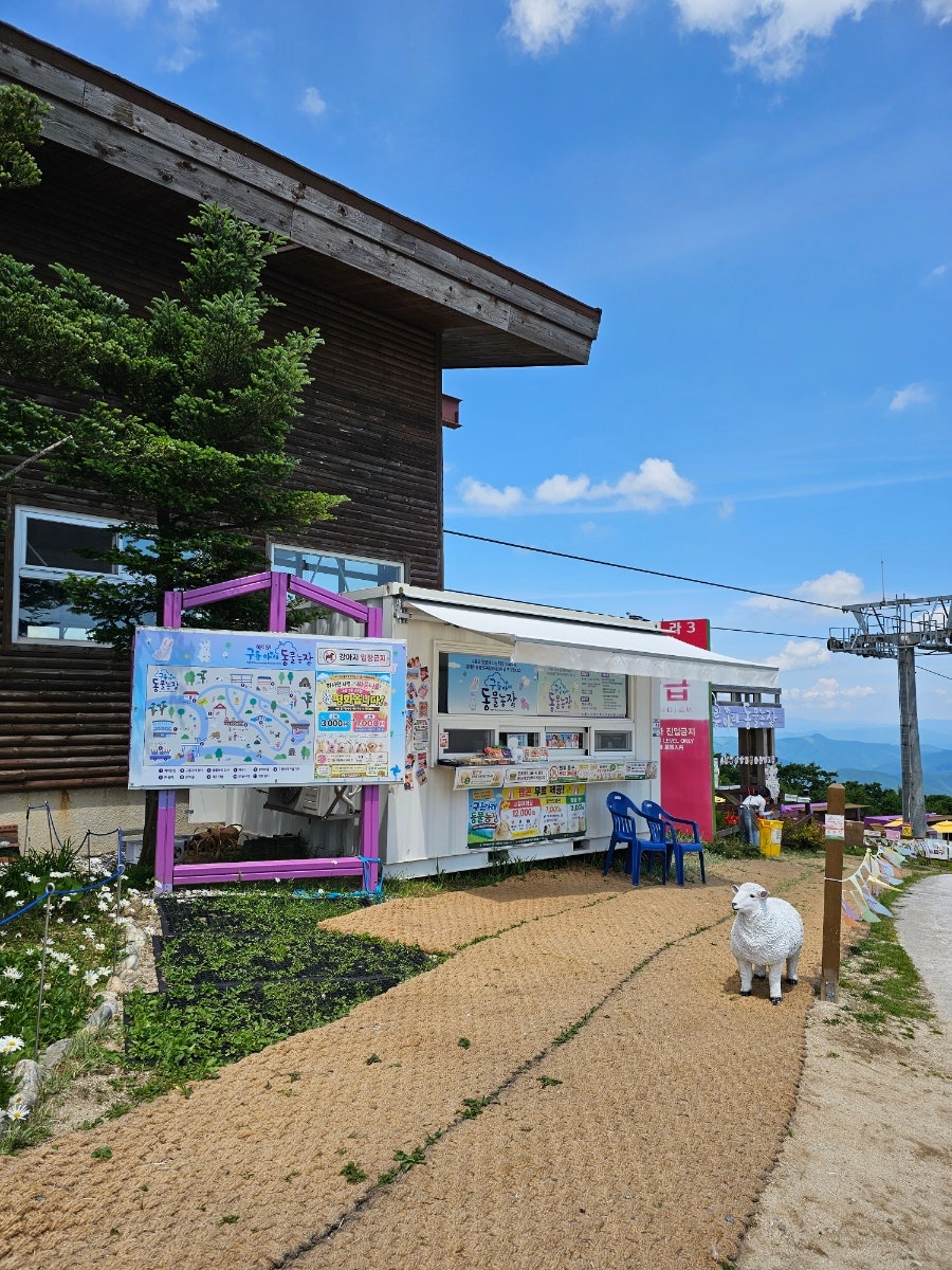 하이원리조트 구름아래 동물농장 사진 3