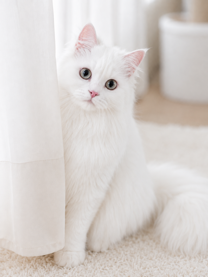 페르시안 고양이 종류 입양 이건 꼭 체크하세요!