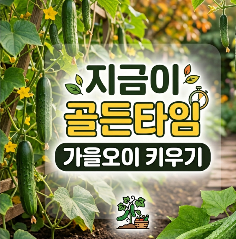 '지금이 골든타임' 가을오이 키우기 | 8월 모종 심는 방법부터 병충해 없는 수확 방법 꿀팁