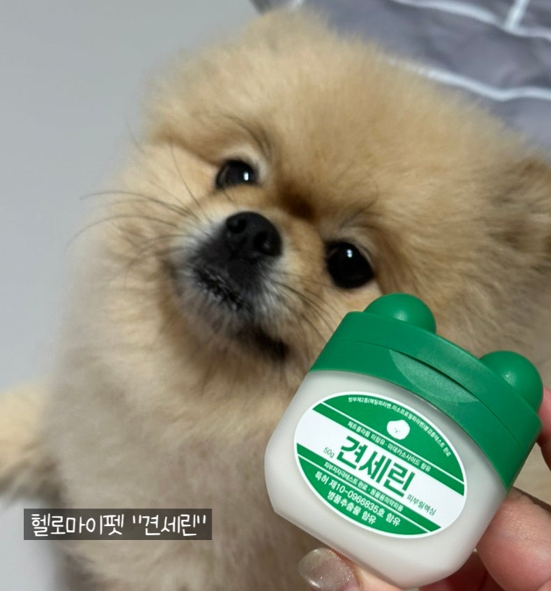 우리집 강아지 발바닥 관리, 헬로마이펫 강아지연고 '견세린' 직접 써봤어요!