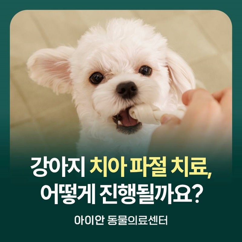 [강동구동물병원] 강아지 치아 파절 치료 과정, 육안 진찰부터 발치까지