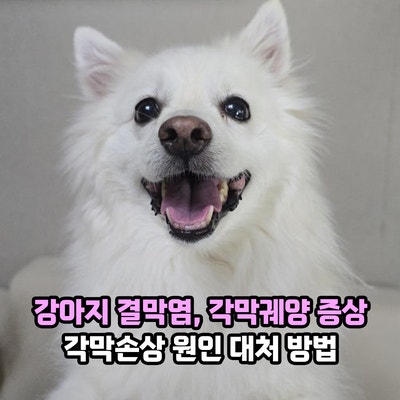 강아지 결막염, 각막궤양 증상은? 각막손상 원인 대처 방법과 주의점