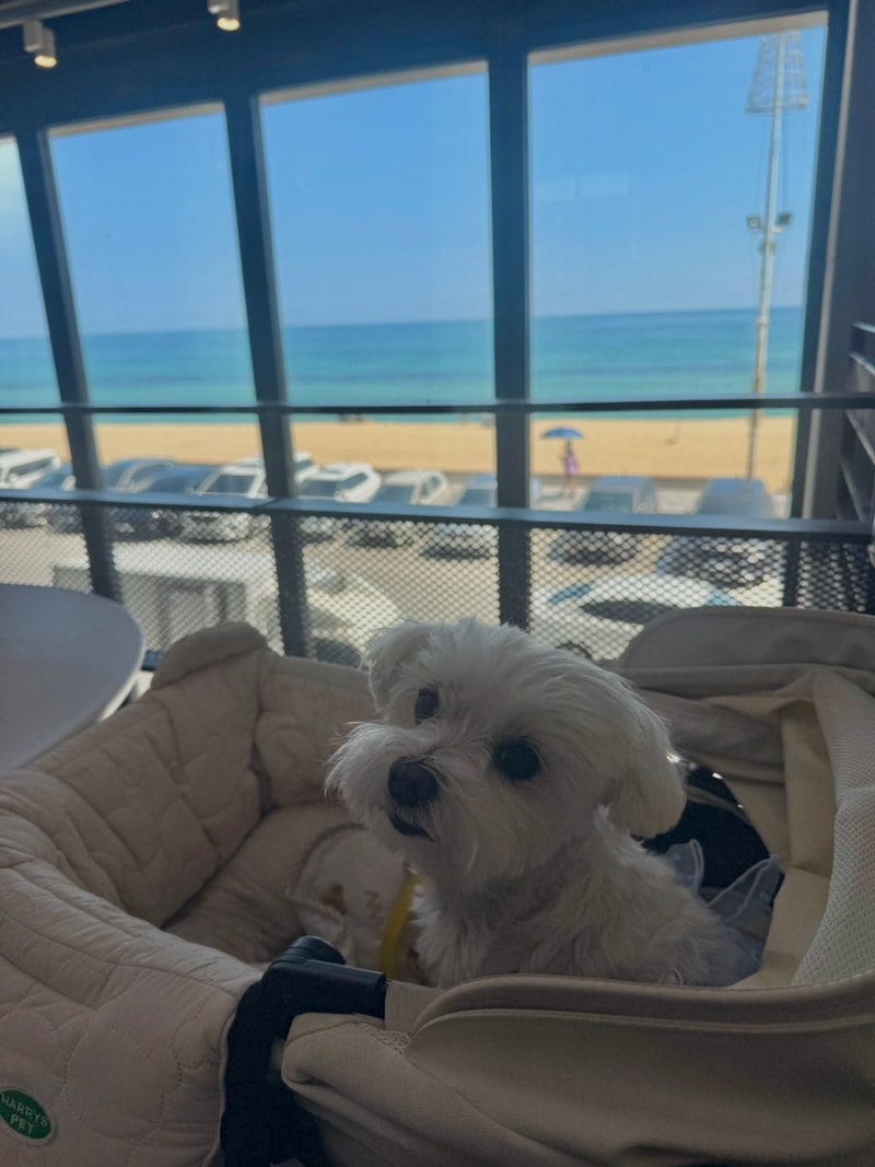 강릉 안목해변 오션뷰 카페 에이엠브레드앤커피 애견동반 커피