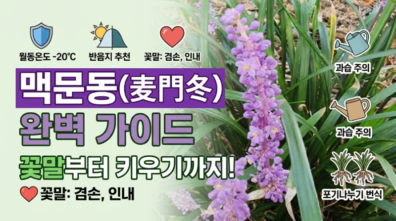 사계절 푸른 보랏빛 정원의 주인공! 맥문동의 모든 것 (꽃말, 키우기, 번식법)