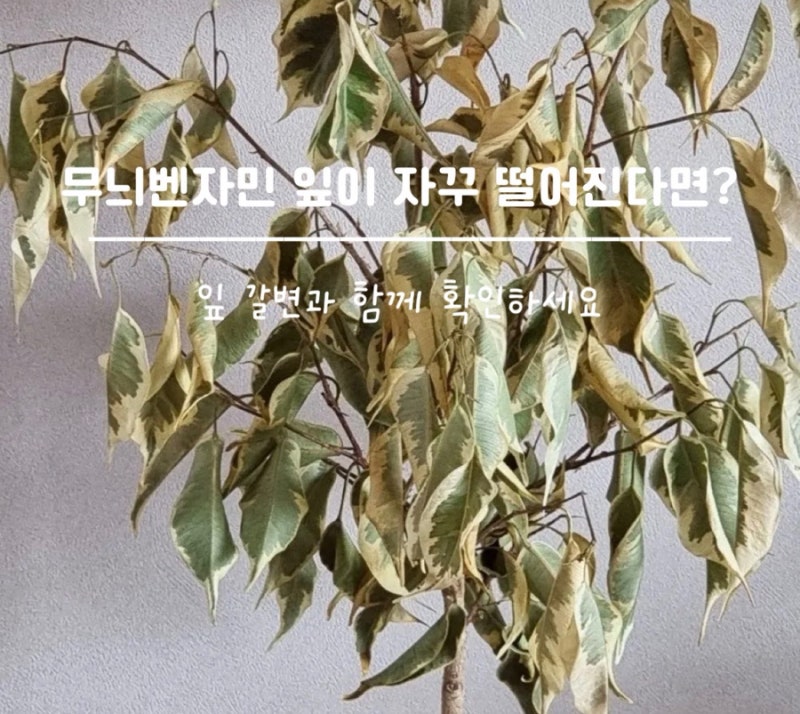 무늬벤자민 잎이 자꾸 떨어진다면? 갈변까지 생기는 이유는 따로 있습니다